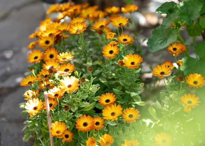 Resonance Experience - Escape Surrounded By Nature & Ancient Sites Sant Isidoro (Sardinia)